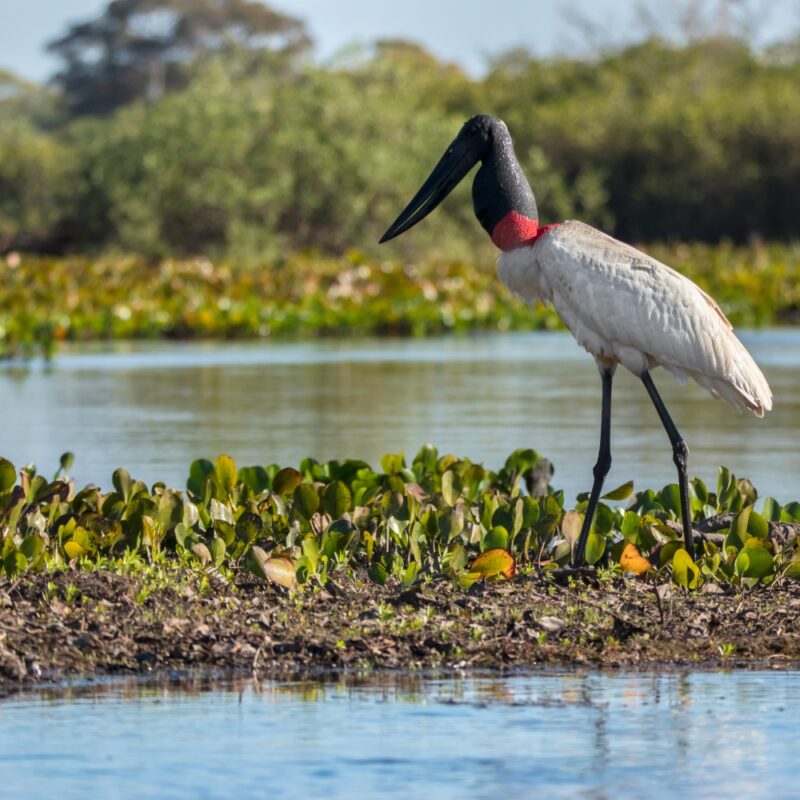 A Jabiru stork with a red neck band standing in a wetland area during luxury private Pantanal tours.