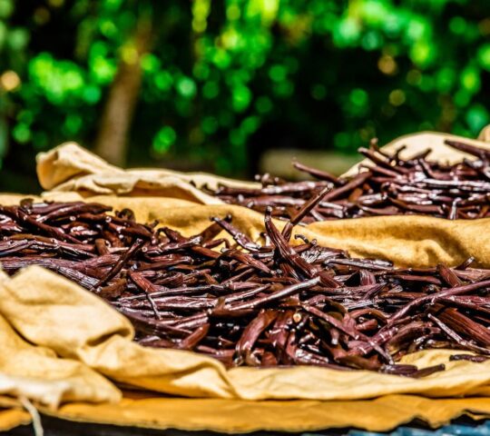 Discover Taha'a's abundant vanilla plantations