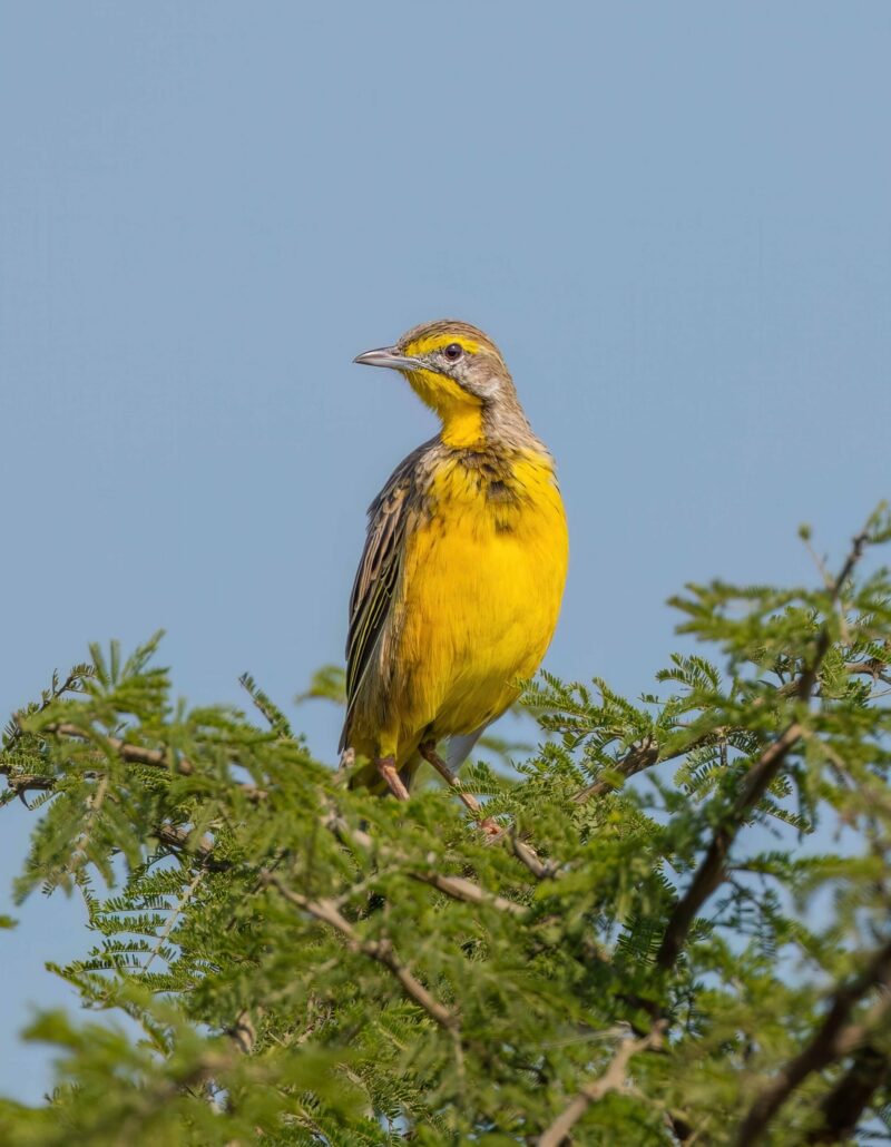 A beautiful Yellow throated longclaw bird in bright yellow perch