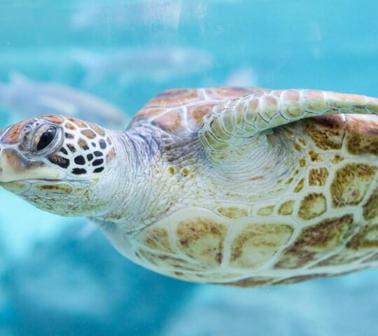 Swim alongside green turtles in Bora Bora