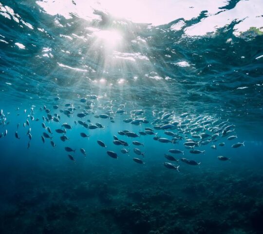 Indonesia's stunning underwater world