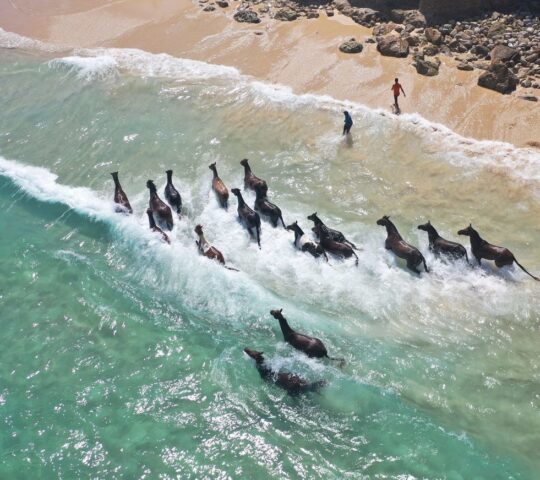 Horses run free through shallow waters on Sumba
