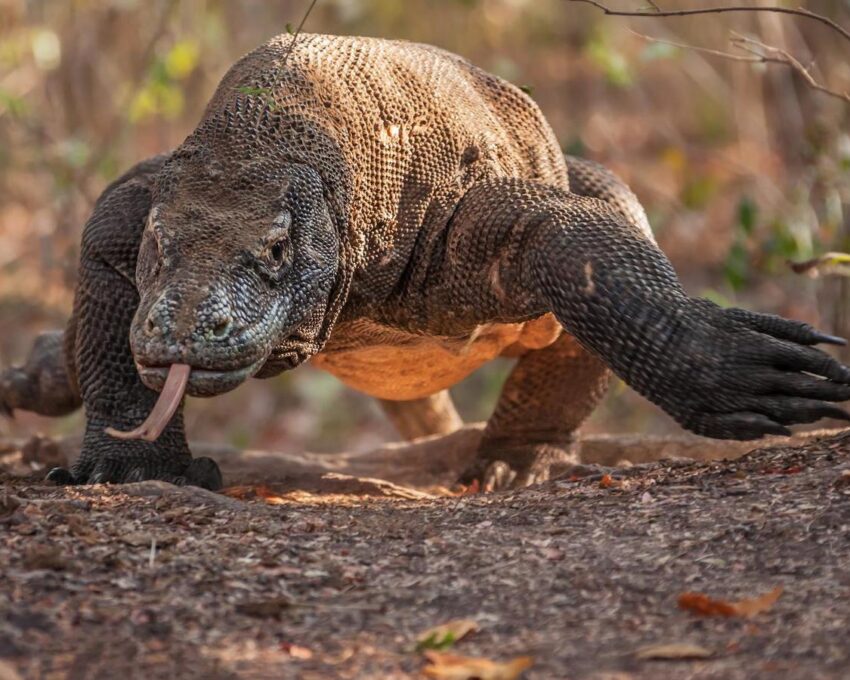 Komodo National Park cruise: Day 2