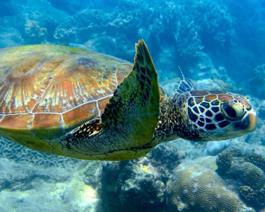 Komodo National Park cruise: Day 5