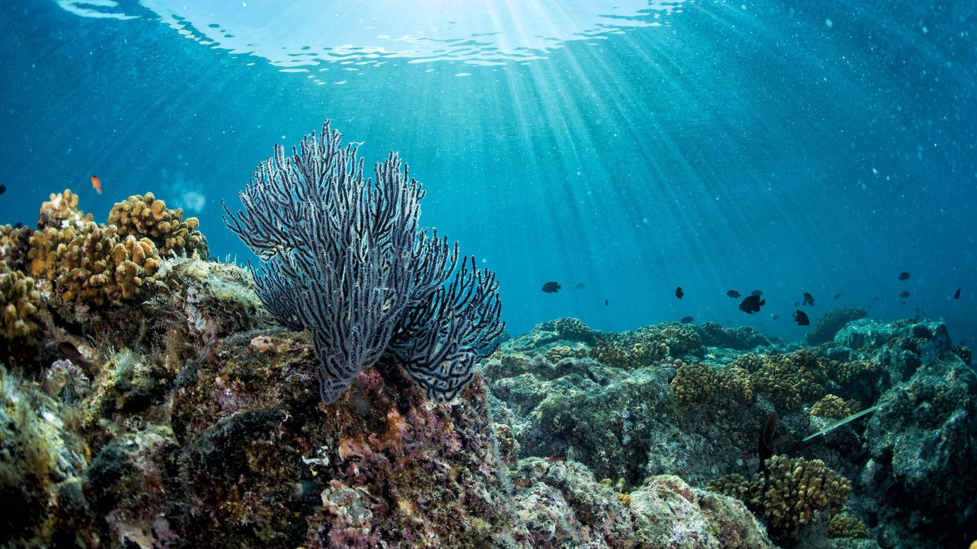 A colourful reef seen while snorkelling in Indonesia