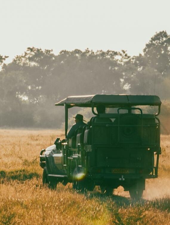 A safari vehicle with a driver travels through a grassy field at dusk.