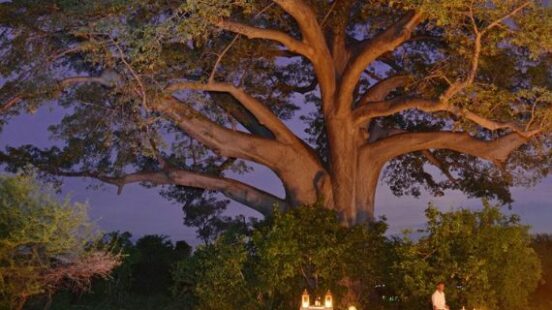 Outdoor dining setup under a large tree at dusk, with tables lit by candles and lanterns.