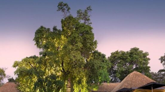 A twilight view of a multi-story resort with thatched roofs, outdoor seating, and a large tree illuminated by lights.