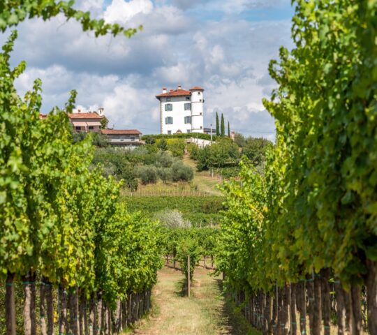 Views through the vineyards in Goriska Brda