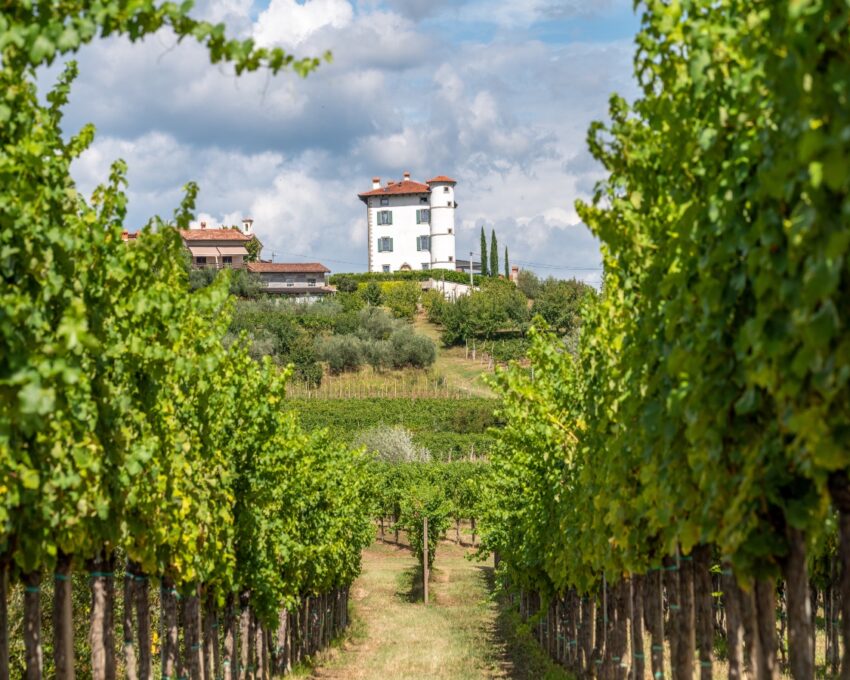 Exclusive wine tasting and dinner at Gredic Castle