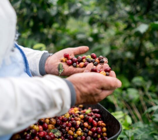 Colombian coffee beans