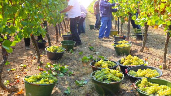 Workers harvesting grapes in a vineyard with full buckets of grapes.