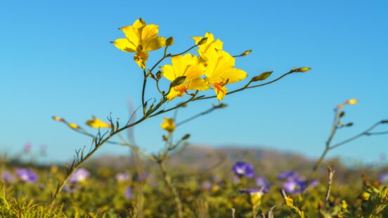 Yellow flowers in focus against a blue sky, with purple flowers in the background.