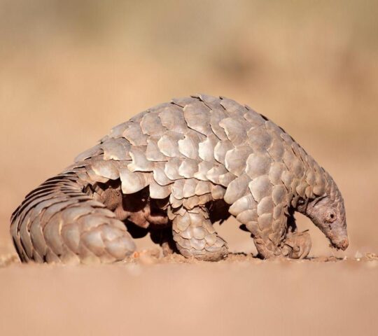 Search for rare pangolins in Tswalu