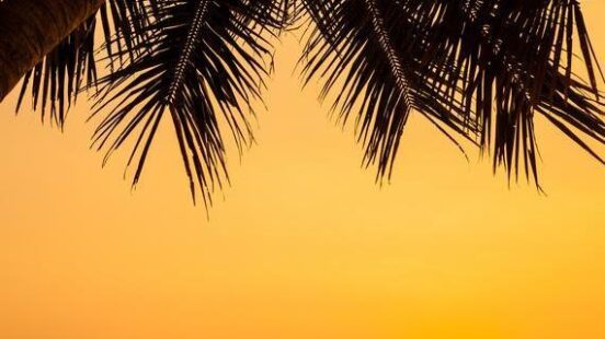 Silhouetted palm tree and fishing net against a golden sunset over water.