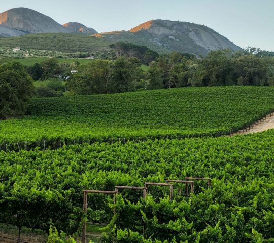Exploring the lush Winelands