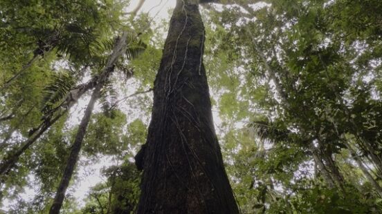 Towering tree trunk seen from the ground in a dense forest, with a canopy of green leaves overhead.