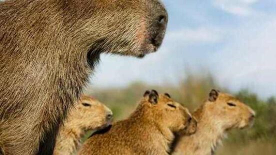 Capybara mother with her small calf in the Iberá Wetlands