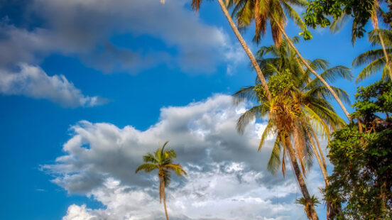 Palm trees line a deserted sandy beach on the Osa Peninsula, Costa Rica