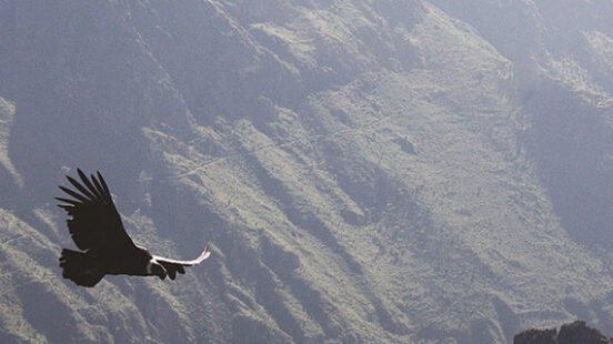Condor flying through the Colca Canyon