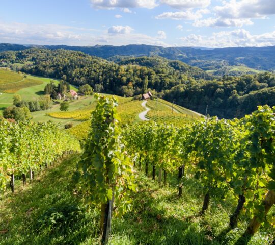 Vineyard tours with wine tastings