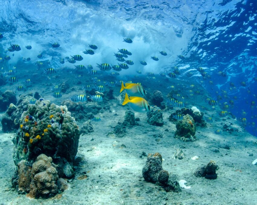 Diving and snorkelling around Tikehau
