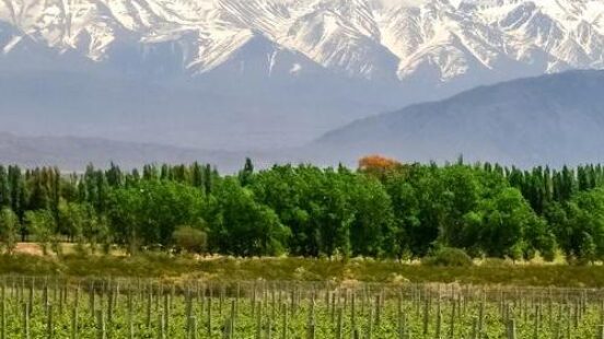 Vineyard in the foreground with snow-capped mountains in the background under a blue sky.