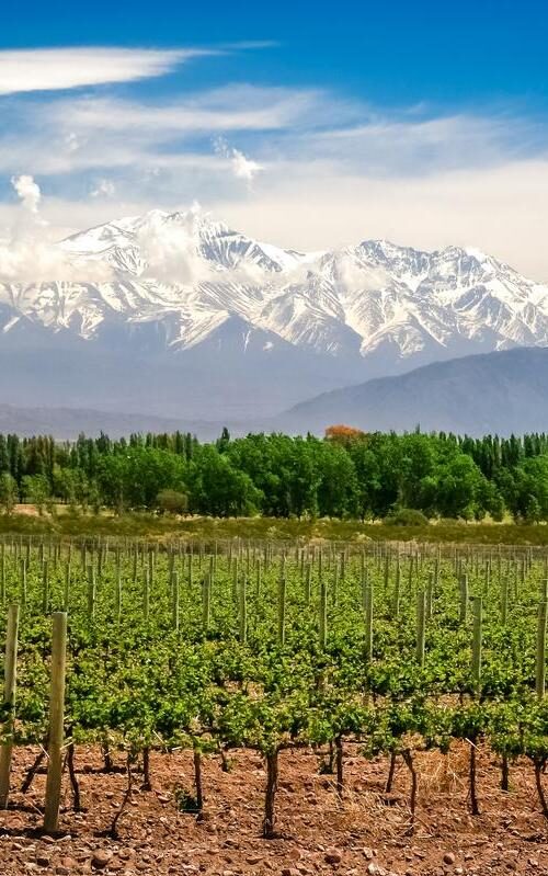 Vineyard in the foreground with snow-capped mountains in the background under a blue sky.