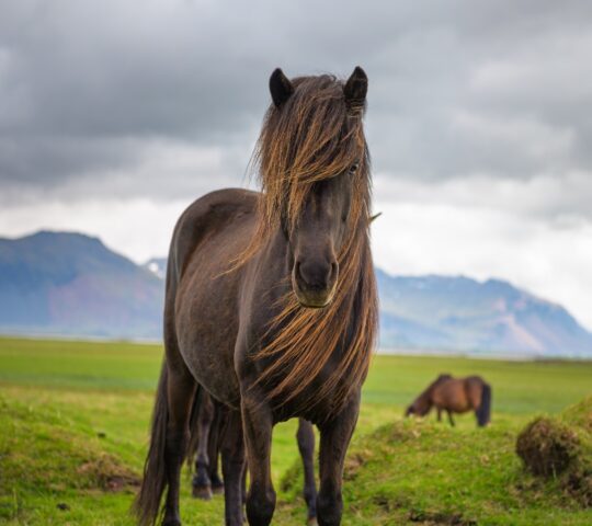 Iceland's famous horses