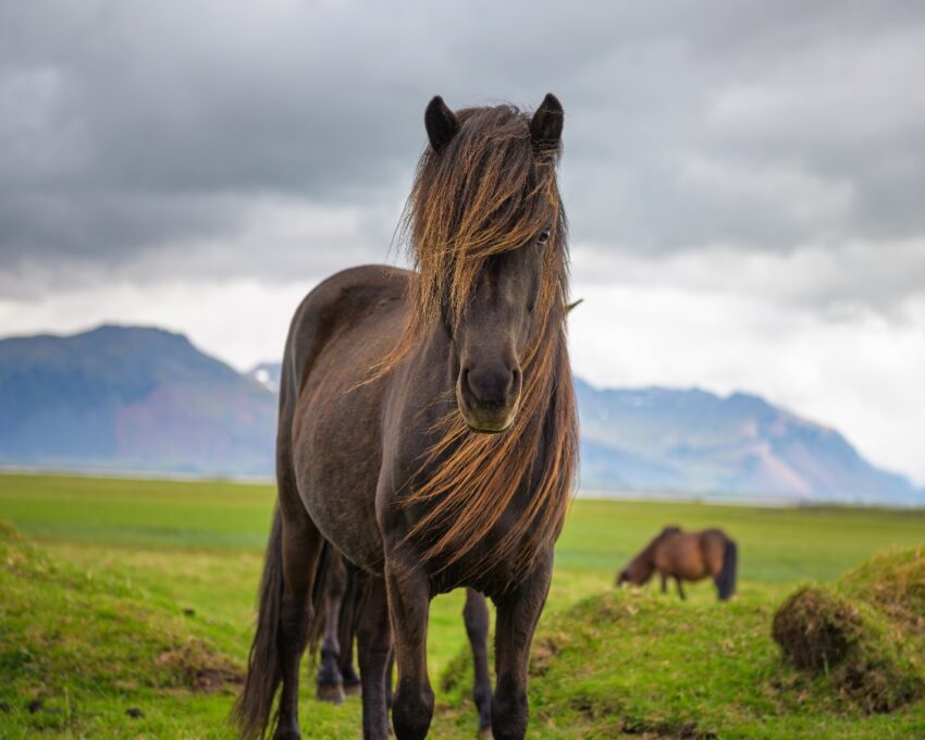 Scenic Icelandic horse ride