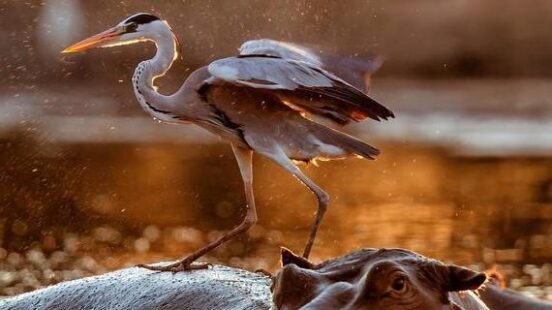 A heron alights on a hippox27;s back in golden-hued waters at dusk.