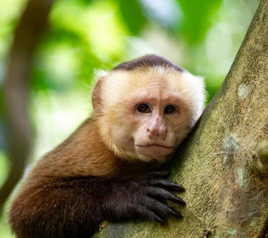 Varied white-fronted capuchin in Tayrona National Park