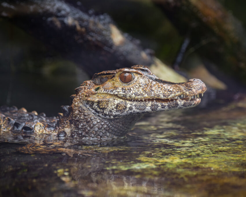 Embark on a safari along the Don Diego river