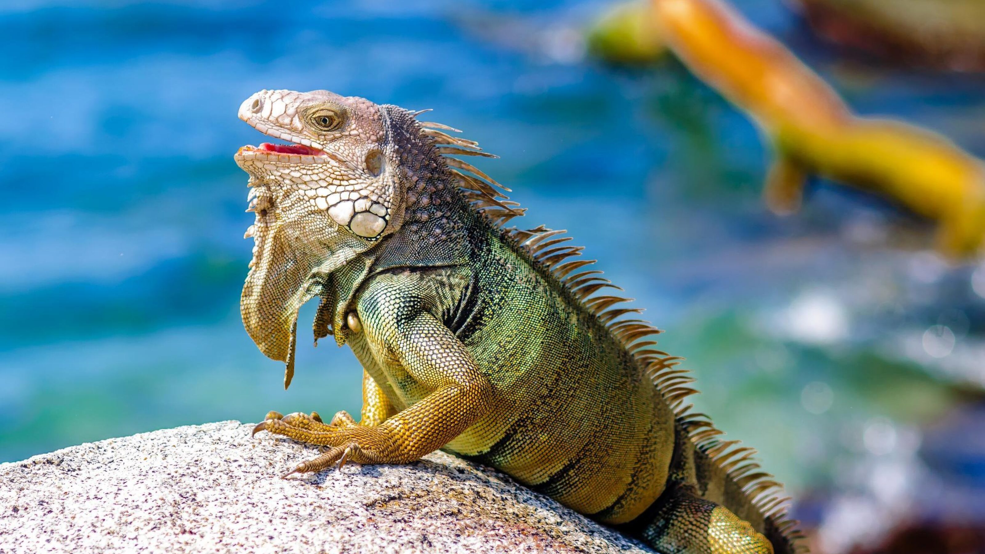 View on Iguana on a rock in National park Tayrona in Colombia