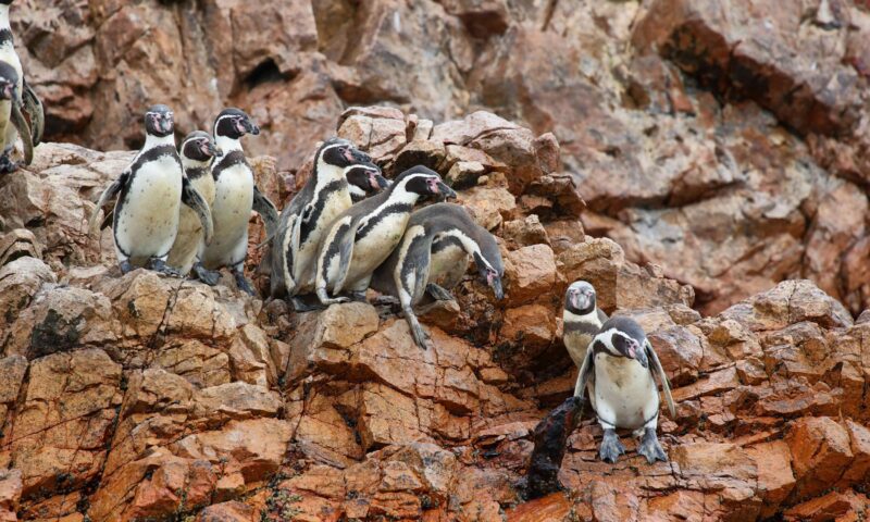 Humboldt Penguin in Ballestas islands, Peru