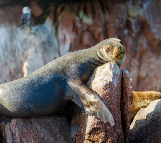 The Ballestas Islands are teeming with inquisitive seals