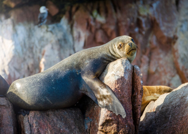 A seal laying on a rock in the Ballestas Islands, Peru