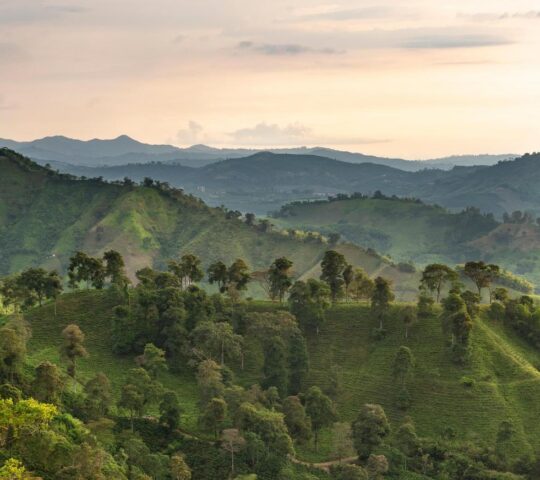 The hills of Colombia's Coffee Triangle