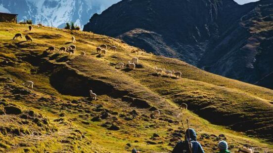 Hikers on a mountain trail with grazing sheep and sunlit peaks in the background.