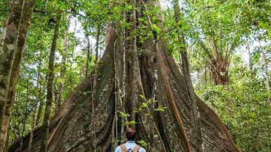 Person with backpack standing before a giant, buttressed rainforest tree.