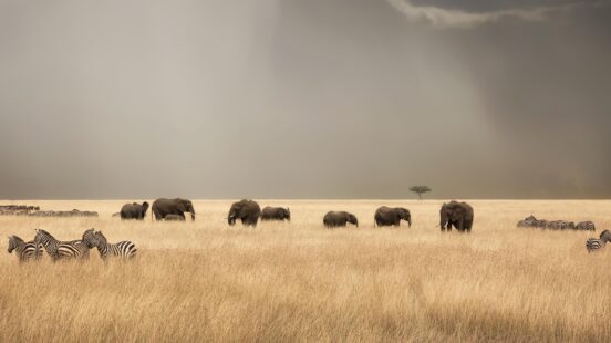 Stormy skies over the Maasai Mara with elephants and zebras