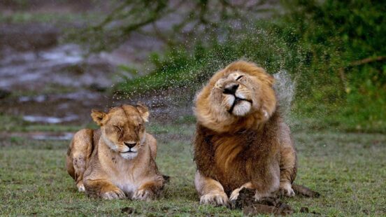 A male and female lion sat in the rain