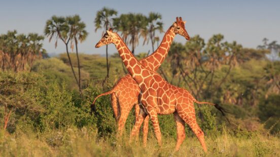 Two reticulated giraffes among the greenery in Africa