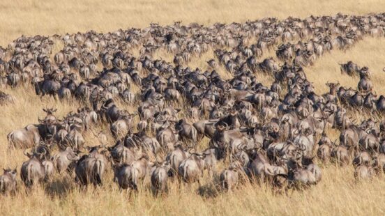 High angle view of hundreds of wildebeests walking through a field of tall, dry grass.