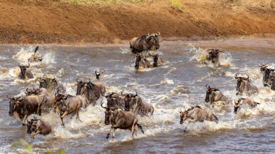 Gnus crossing the river during the Great Migration