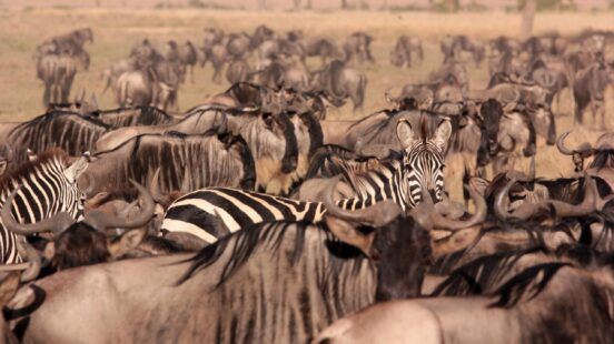 Zebras and wildebeest in the Great Migration