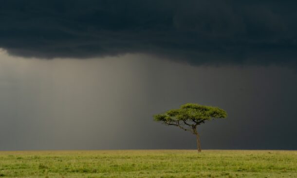 Rain clouds over an acacia tree in the Maasai Mara