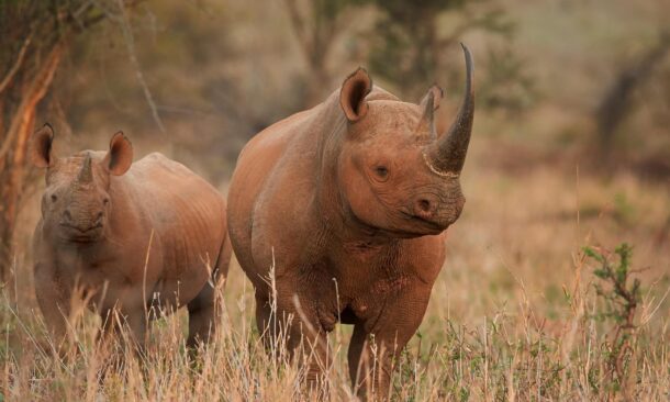 Two black rhinos spotted on safari in the savannah