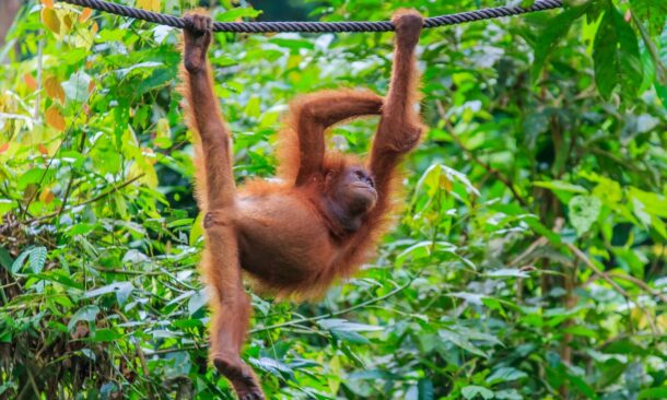 An orangutan hanging relaxed on a rope amidst lush green foliage.