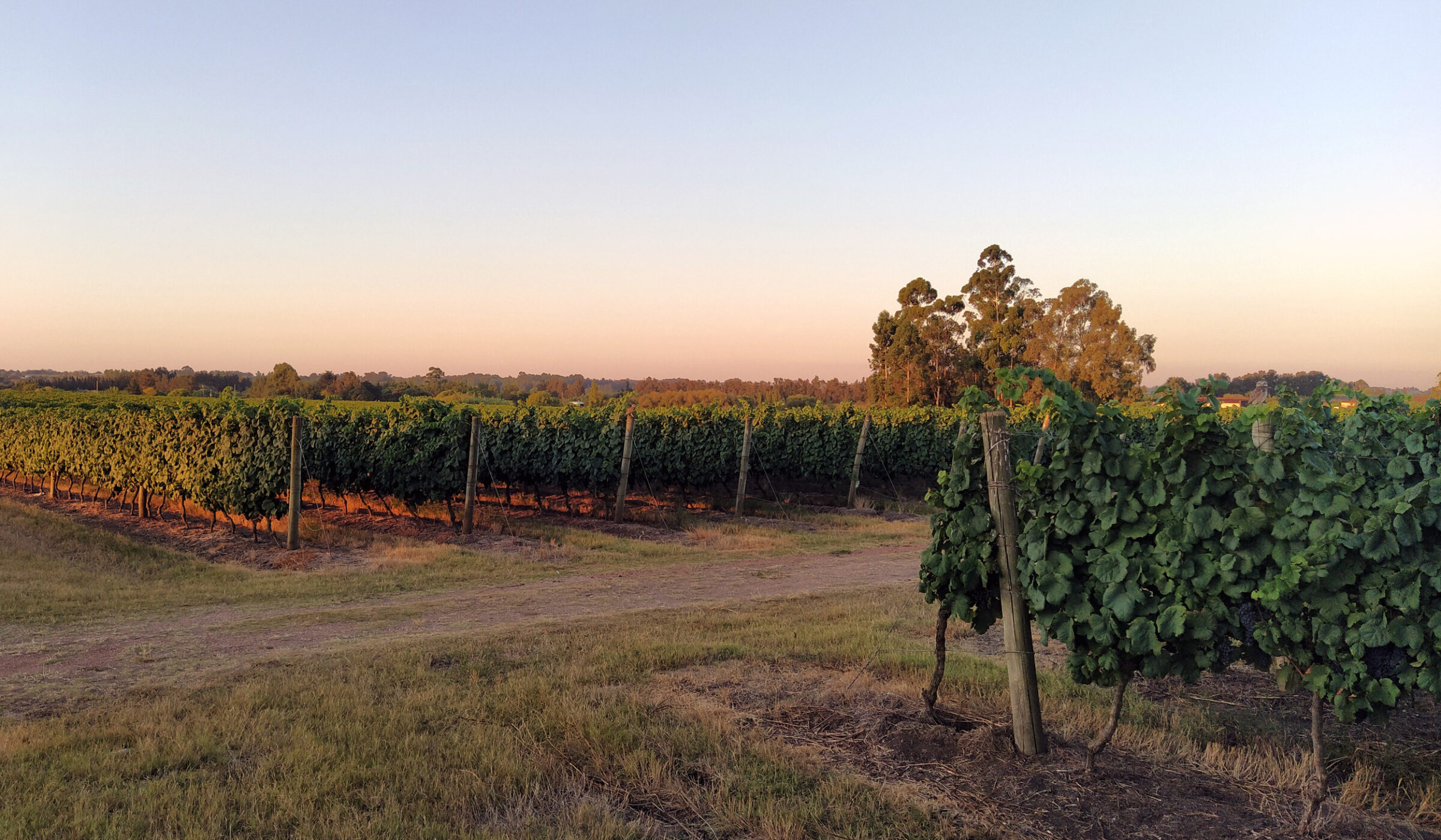 Slow down amid the vineyards of Carmelo